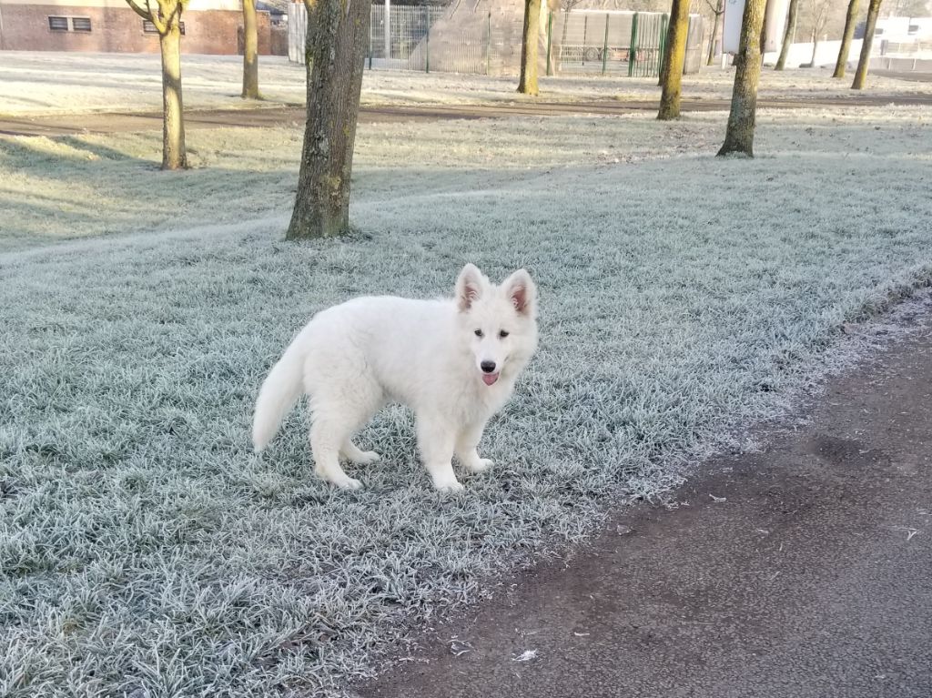 Rita Des Loups De La Clarence