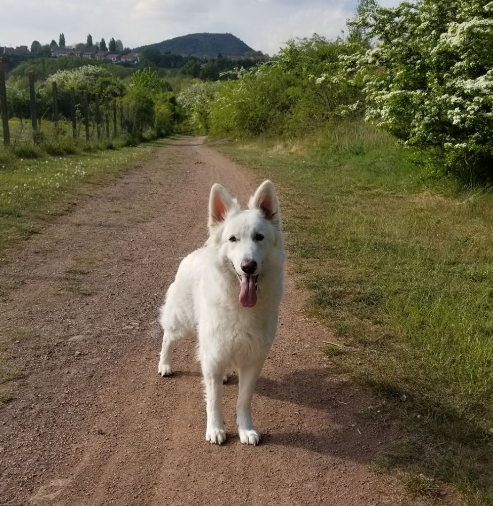 Rita Des Loups De La Clarence