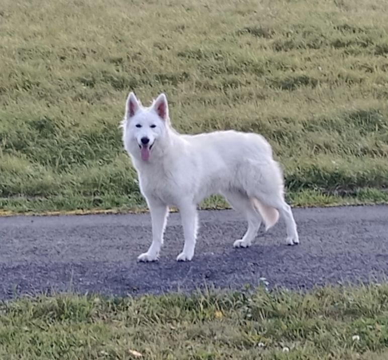 Taïra Des Loups De La Clarence