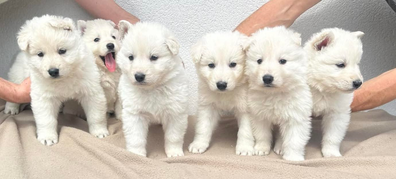 Chiot Berger Blanc Suisse Des Loups De La Clarence