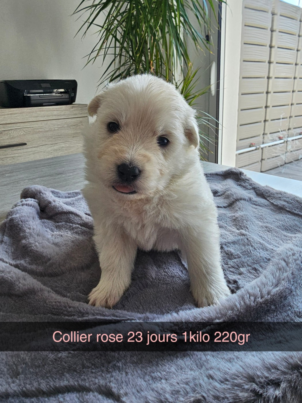 Des Loups De La Clarence - Chiots disponibles - Berger Blanc Suisse