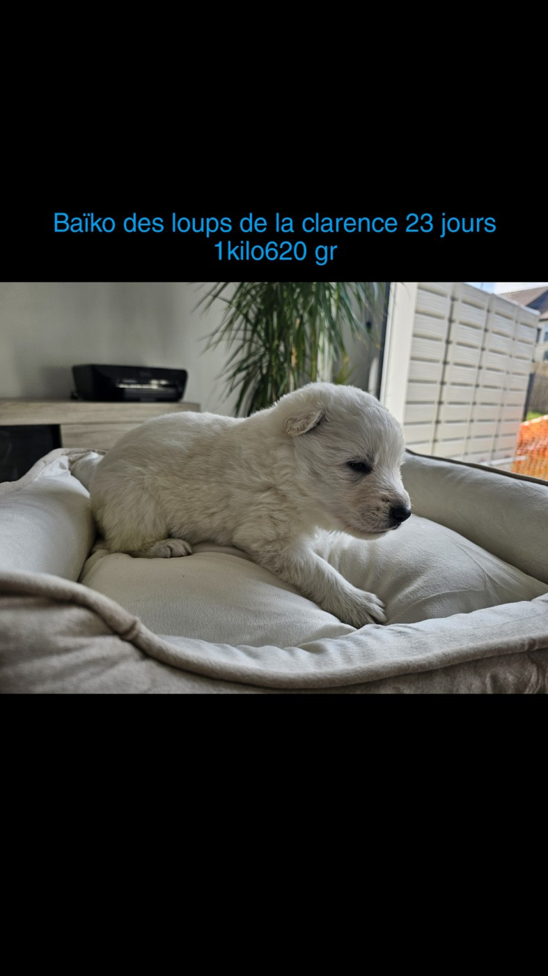Des Loups De La Clarence - Chiots disponibles - Berger Blanc Suisse