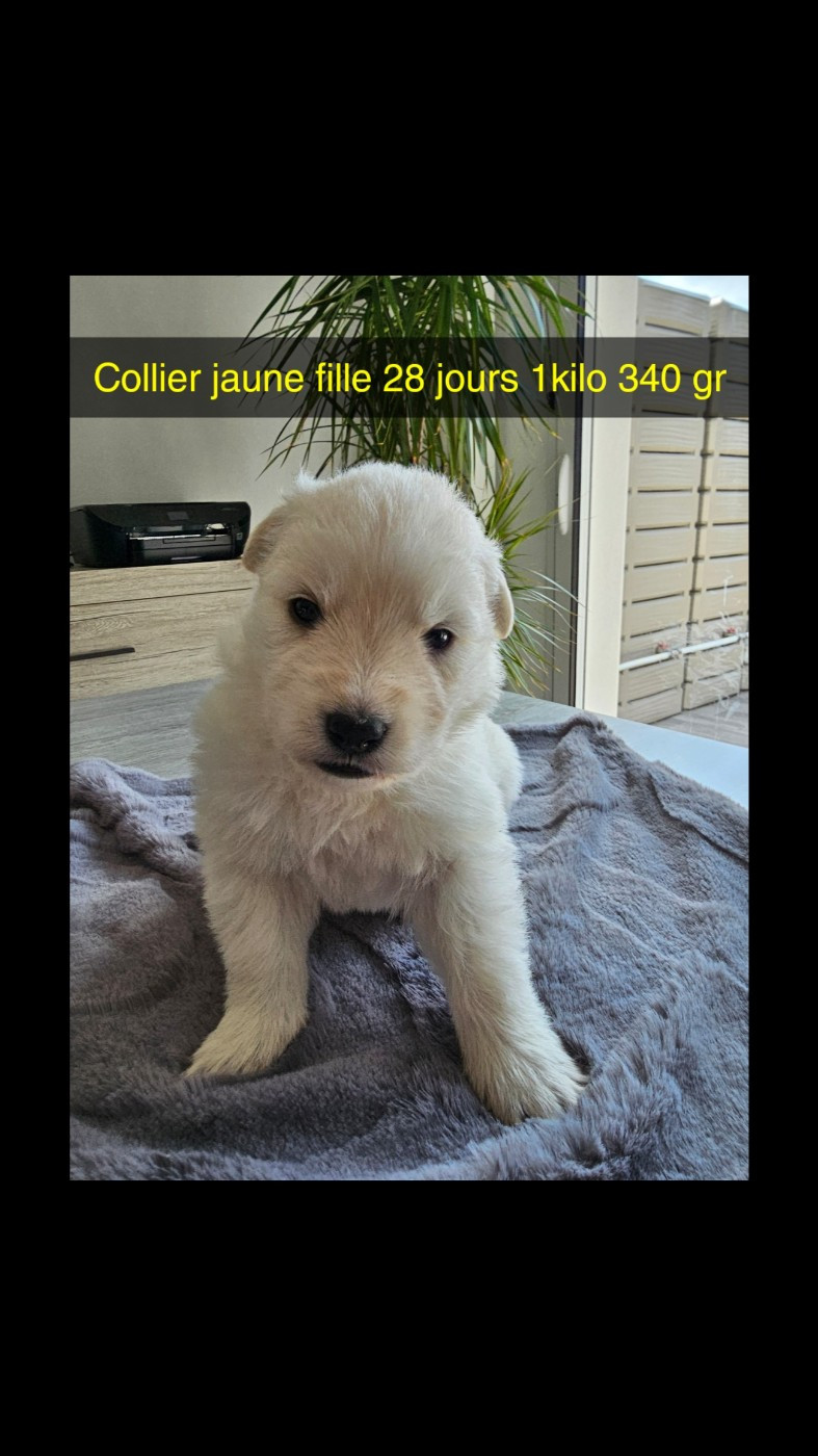 Des Loups De La Clarence - Chiots disponibles - Berger Blanc Suisse