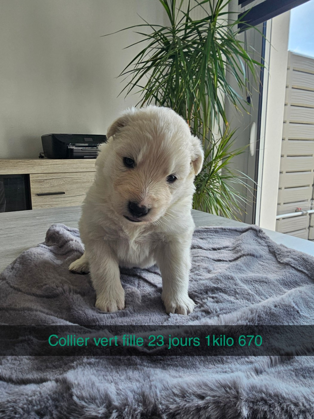 Des Loups De La Clarence - Chiots disponibles - Berger Blanc Suisse