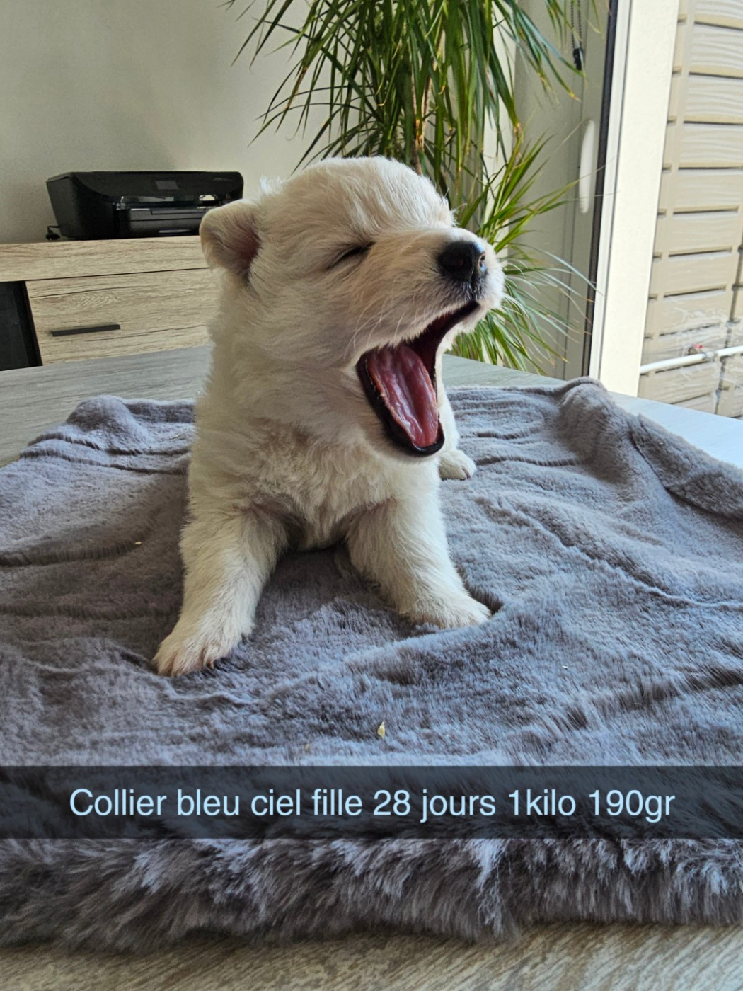 Des Loups De La Clarence - Chiots disponibles - Berger Blanc Suisse