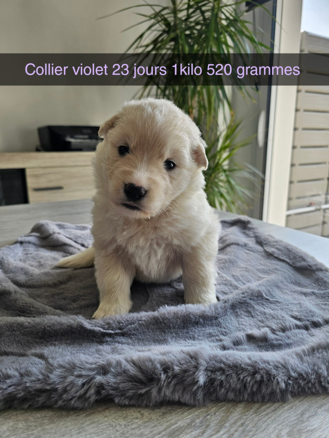 Des Loups De La Clarence - Chiots disponibles - Berger Blanc Suisse