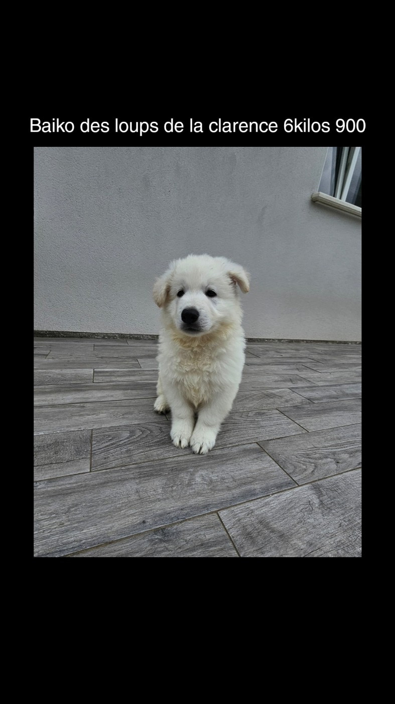 Des Loups De La Clarence - Chiots disponibles - Berger Blanc Suisse