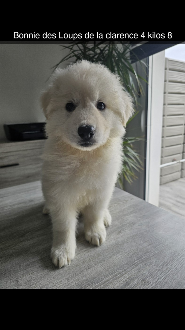 Des Loups De La Clarence - Chiots disponibles - Berger Blanc Suisse