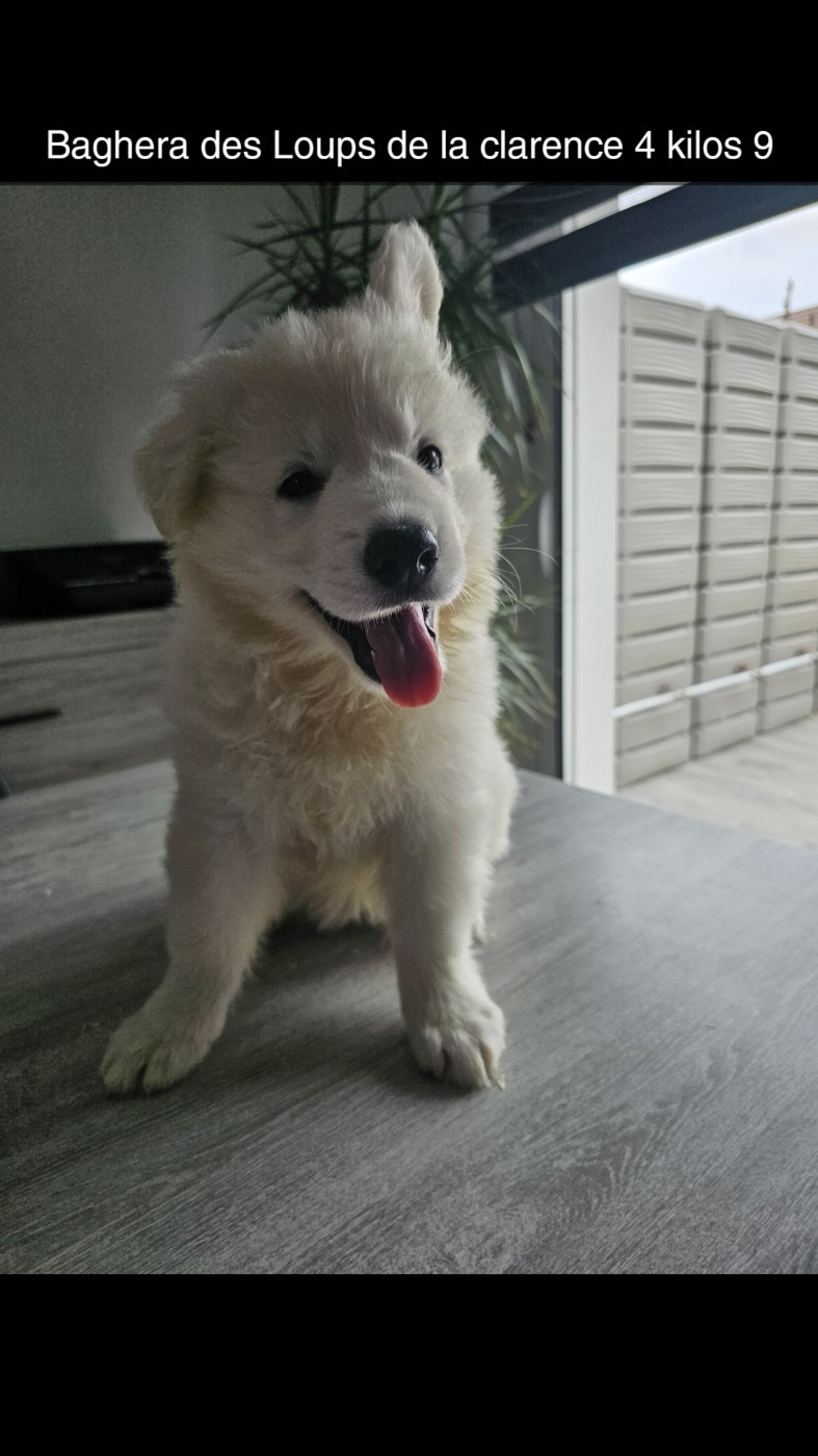 Des Loups De La Clarence - Chiots disponibles - Berger Blanc Suisse