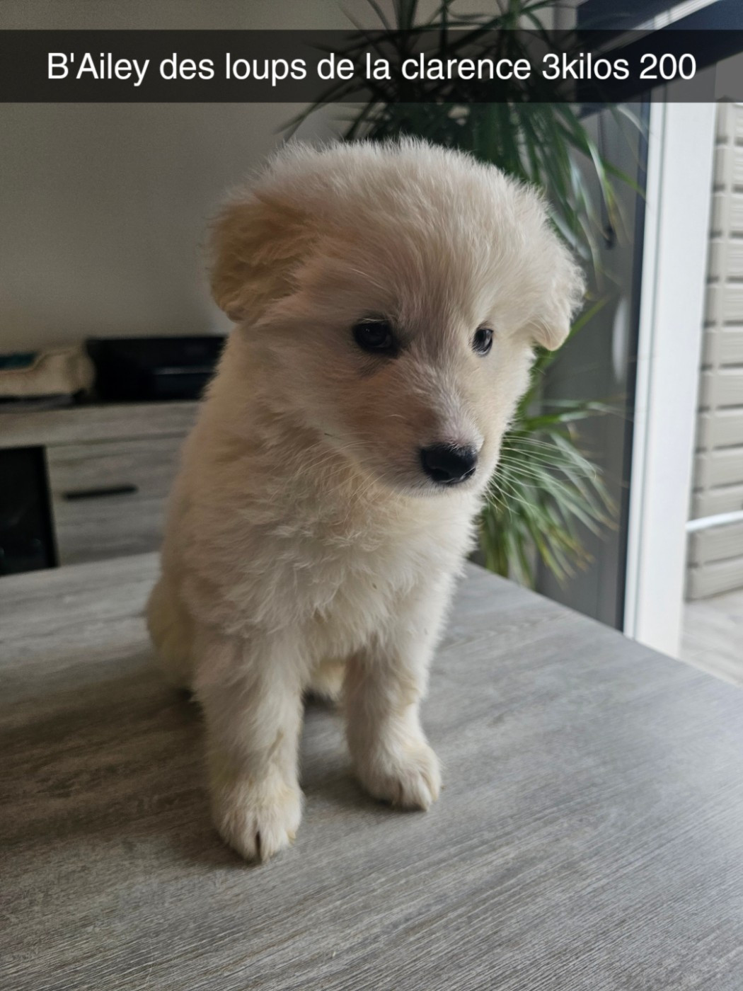 Des Loups De La Clarence - Chiots disponibles - Berger Blanc Suisse