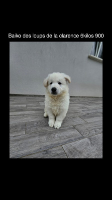 Chiot N°1