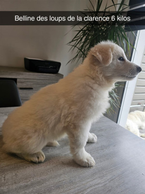 Chiot N°4