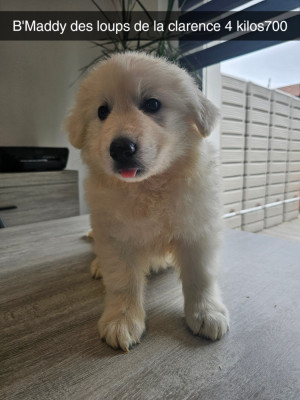 Chiot N°5